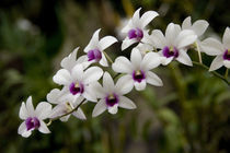 National Orchid Garden located within the Botanic Gardens von Danita Delimont