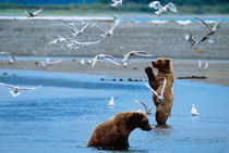 Brown Bear Fishing by Danita Delimont
