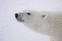 Polar Bear portrait by Danita Delimont