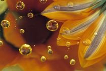 Petals on Mylar reflective surface with drops by Danita Delimont