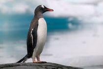 Antarctica Pennisula - von Danita Delimont