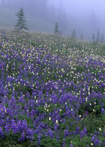 Lupine and Bistort meadow in fog by Danita Delimont