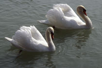 Swans by Danita Delimont