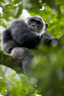 Portrait of adult Chimpanzee (Pan troglodytes) resting in rainforest by Danita Delimont