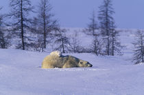 'Polar Bear (Ursus maritimus) and cub' by Danita Delimont