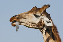 Rothschild's giraffe trying to remove thorn from tongue von Danita Delimont