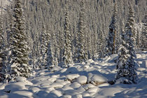 Snow-covered boulders and trees along the Icefields Parkway by Danita Delimont