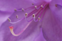 Close-up of a rhododendron flower in garden by Danita Delimont