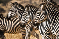 zebra in the wilderness 12 by Leandro Bistolfi