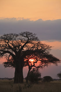 african sunset by Leandro Bistolfi