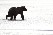 Girzzly bear silhouette while walking in water von Danita Delimont