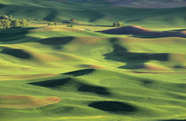View from Steptoe Butte by Danita Delimont