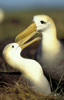 Waved Albatross pair von Danita Delimont