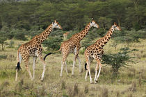 Giraffa camelopardalis rothschildi by Danita Delimont