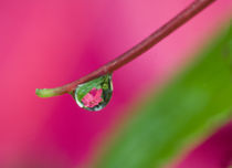 Reflecting flower in drop von Danita Delimont