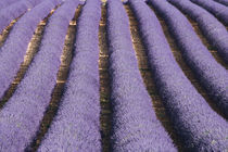 Rows of lavender in bloom von Danita Delimont