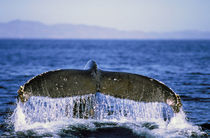 Humpback tail by Danita Delimont