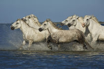 Horses run through the estuary waters by Danita Delimont