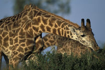 Giraffes (Giraffa camelopardalis) feeding at sunset by Danita Delimont