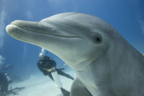 Scuba diver swimming with captive Bottlenose Dolphin (Tursiops truncatus) at UNEXSO dive site by Danita Delimont