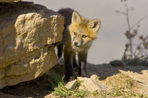Curious young red fox by Danita Delimont