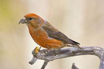 Portrait of male red crossbill perched on limb by Danita Delimont