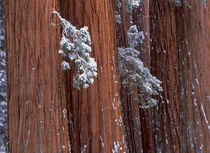 Giant Sequoia (Sequoiadendron giganteum) by Danita Delimont