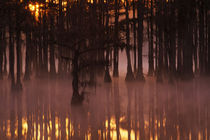 Cypress trees with fog at sunrise by Danita Delimont