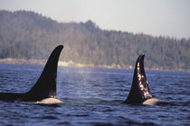 Inside Passage Surfacing Orca killer whales (Orcinus orca) von Danita Delimont
