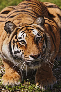Panthera tigris by Danita Delimont