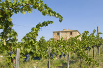 Wine grapes ready for harvest outside an abandoned villa by Danita Delimont