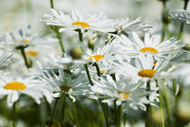 Selective Focus Dasies blooming in mass by Danita Delimont