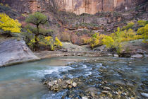The Virgin River in autumn in Zion National Park in Utah von Danita Delimont