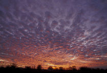 Altocumulus clouds at sunset by Danita Delimont