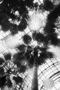 Palm trees in the World Financial Plaza von Danita Delimont