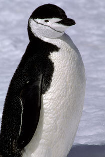 Chinstrap penguin by Danita Delimont