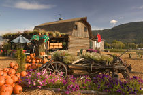 Log Barn Fruitstand /Autumn by Danita Delimont