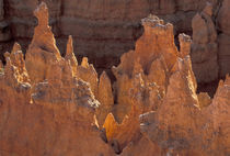 Bryce Canyon NP by Danita Delimont