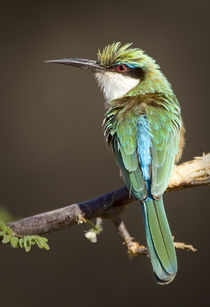 Somali bee-eater bird on limb by Danita Delimont