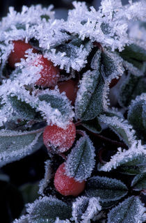 Oregon Leaves and berries encased in ice von Danita Delimont