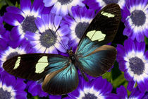 Heliconius doris the Doris Longwing Butterfly von Danita Delimont