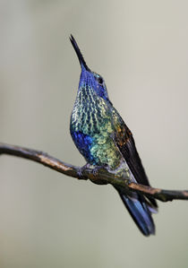 Sparkling violet-ear hummingbird singing in the rain von Danita Delimont
