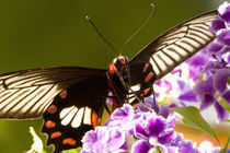 Papilio polytes romulus by Danita Delimont
