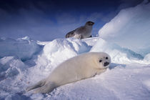 Harp seal (Phoca groenlandica) von Danita Delimont