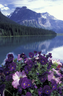 Pansies and Emerald Lake by Danita Delimont
