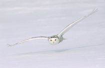 Snowy owl flies low over snow by Danita Delimont