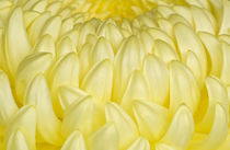 Chrysanthemum von Danita Delimont