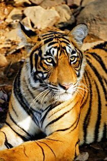 A Bengal Tiger relaxes along a path von Danita Delimont