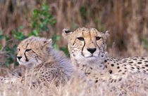 Cheetahs (Acinonyx jubatus) by Danita Delimont