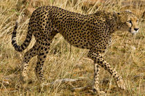 Cheetah at Samburu NP von Danita Delimont
